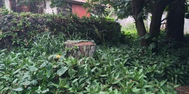 Large building lot with tear down home for sale in Bello Horizonte Escazu