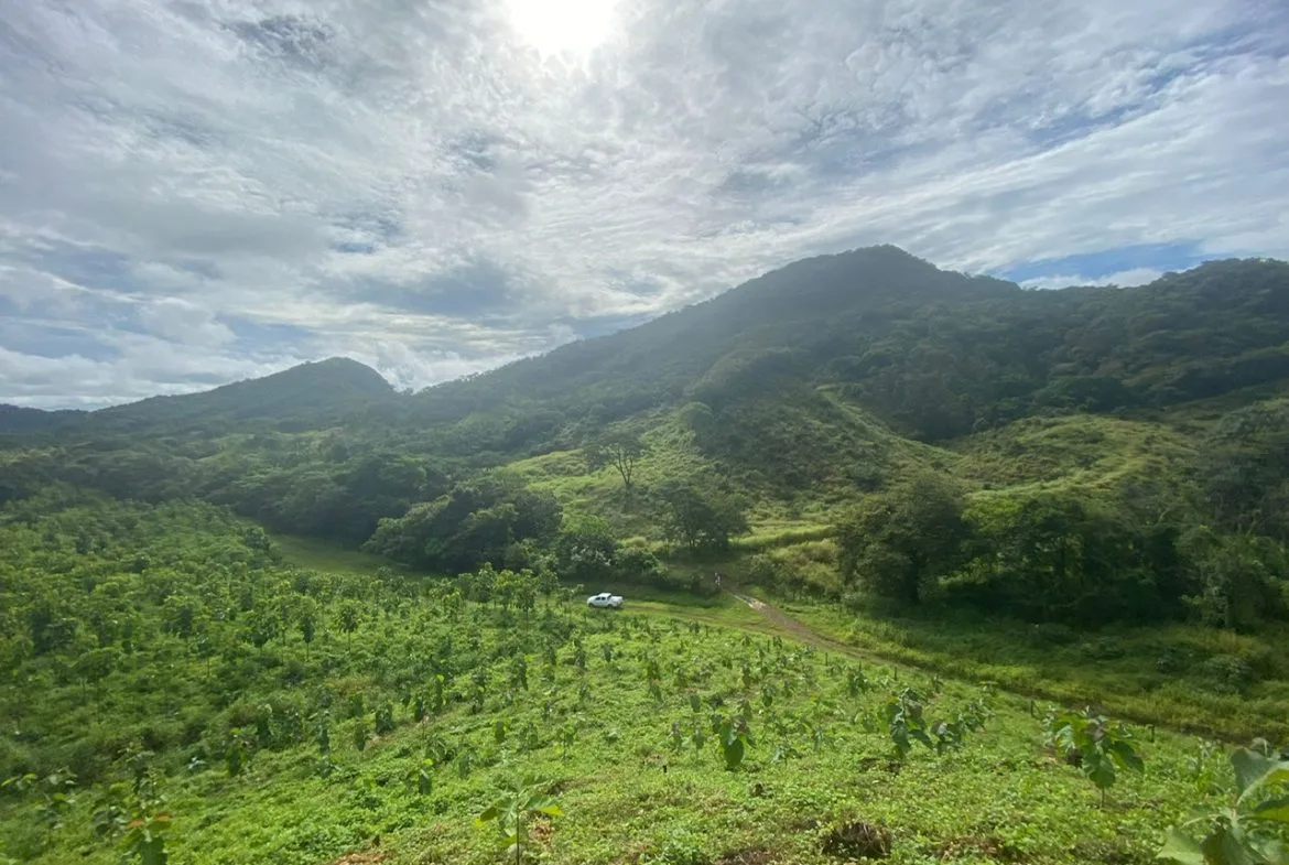 Fire Sale Nicoya Peninsula 502 Acre/204 Hectares Teak Farm at only $1,424 per acre/$0.35 per meter