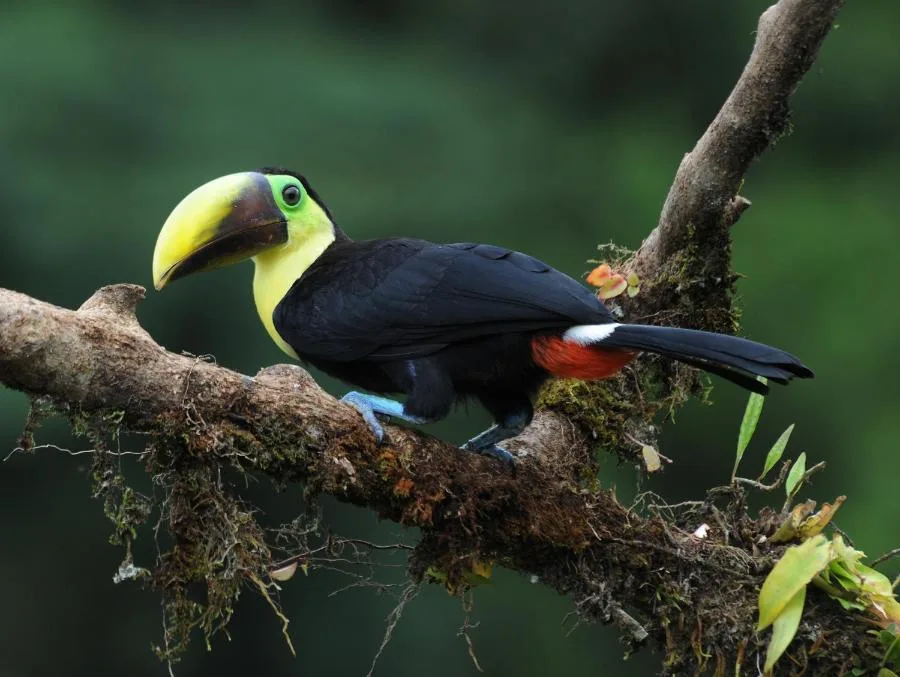 Laguna Lagarto Lodge 21 Rooms, With 100 HA Primary Forest, Just For $2.2 Million