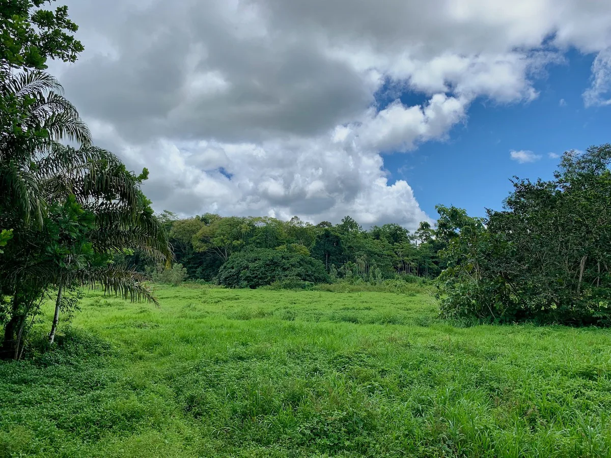 6 Acre Jungle View Property in Osa Peninsula