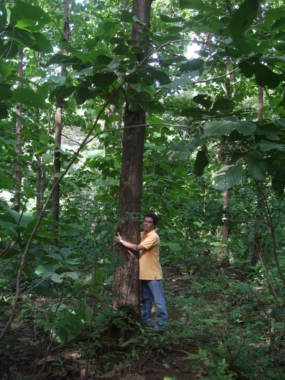 Copal Guanacaste 123 Acre Teak Farm