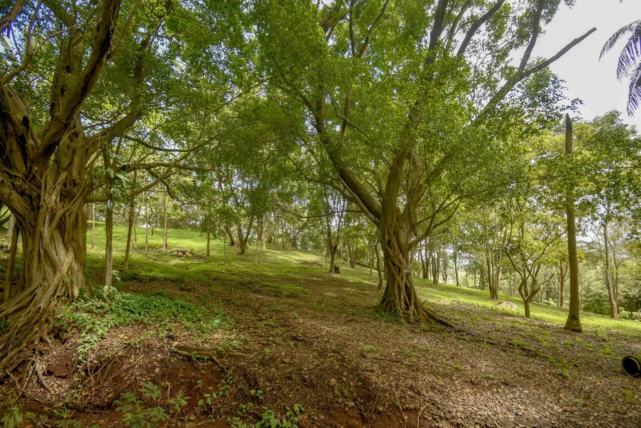12 Acre Corozalito Property With 6 Income Potential Cabinas Near Beach