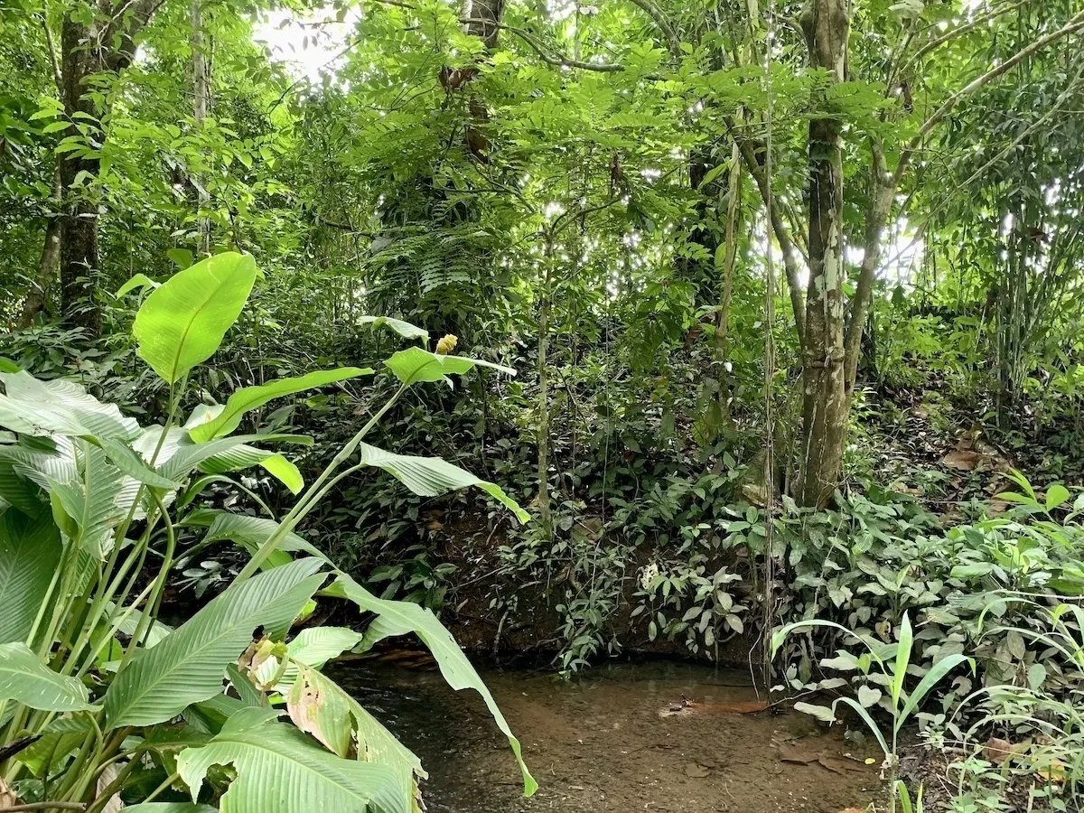 Puerto Jimenez 21 Acres of Tropical Farmland