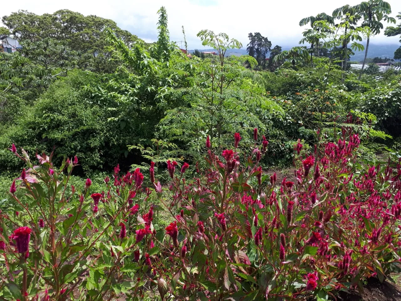 16 Acre Heredia development property near Limon highway