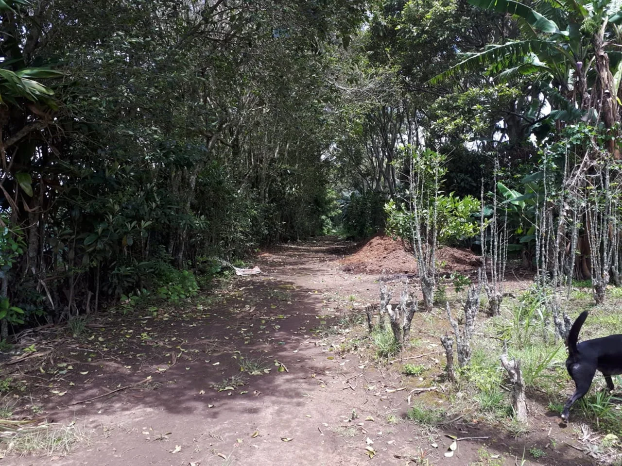 16 Acre Heredia development property near Limon highway — photo 3