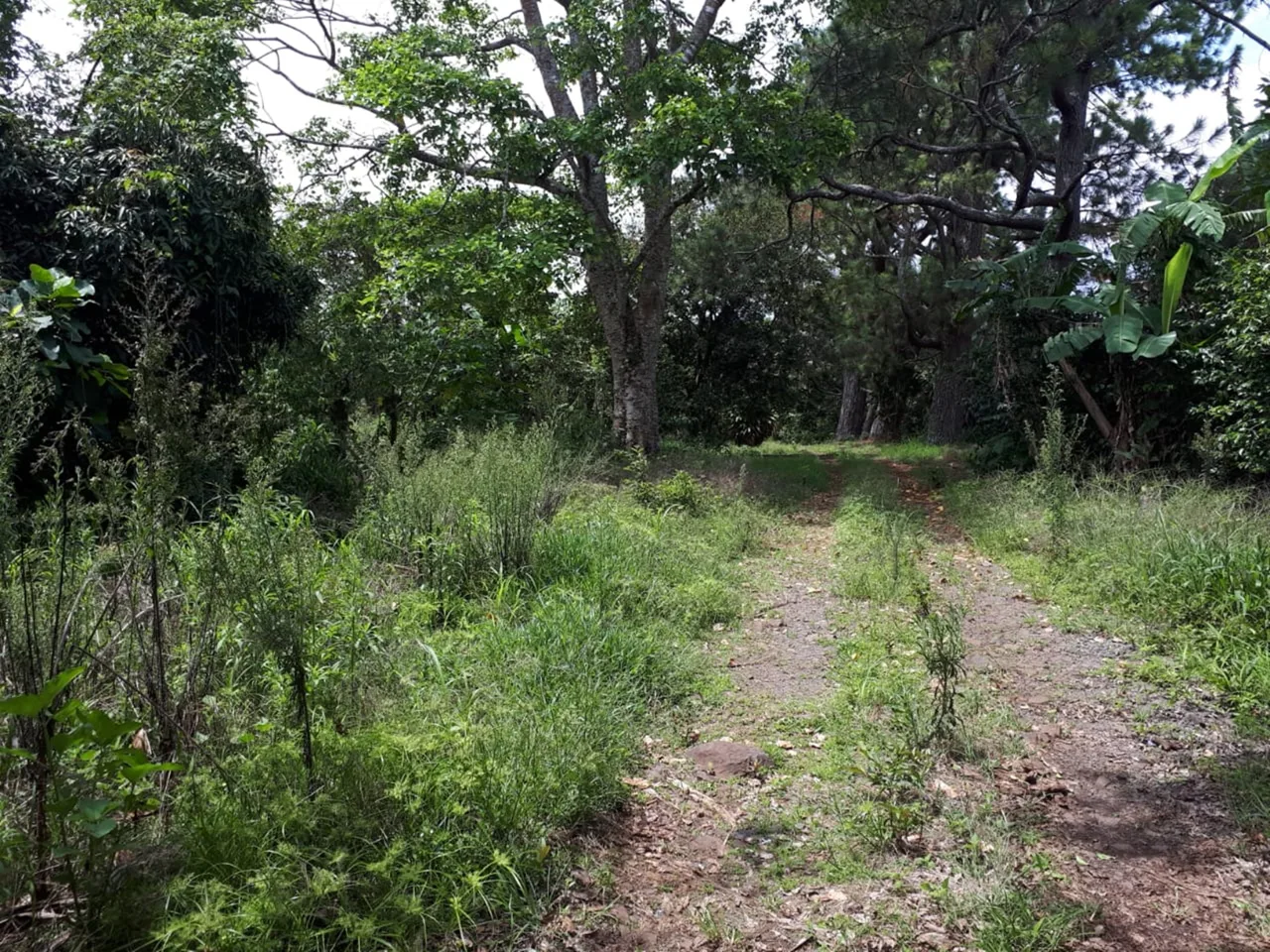 16 Acre Heredia development property near Limon highway — photo 5