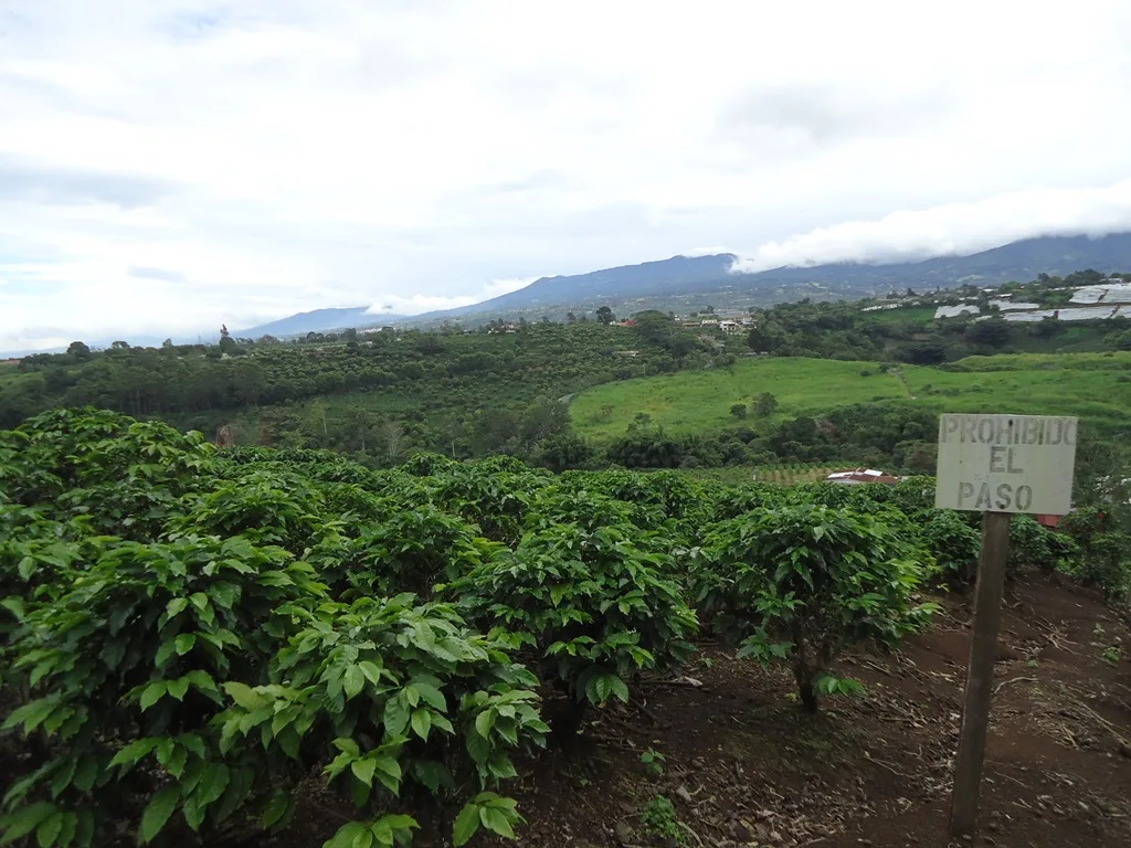 Moravia Estate Lot 11,803 m2 coffee plantation just $354,000