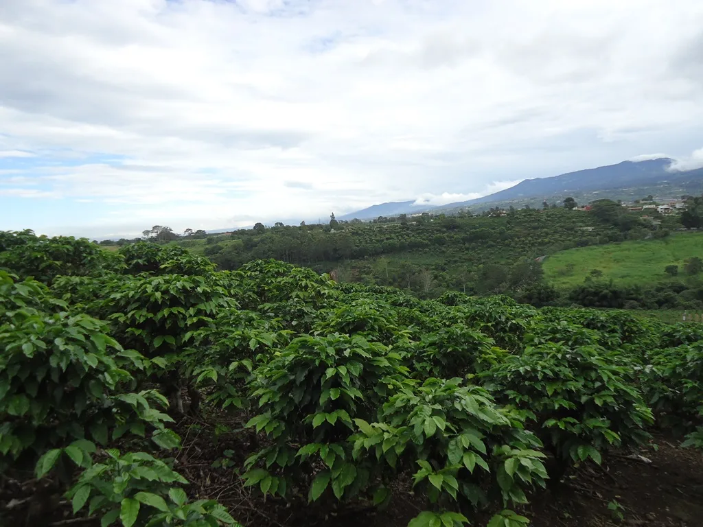 Moravia Estate Lot 11,803 m2 coffee plantation just $354,000 — photo 2