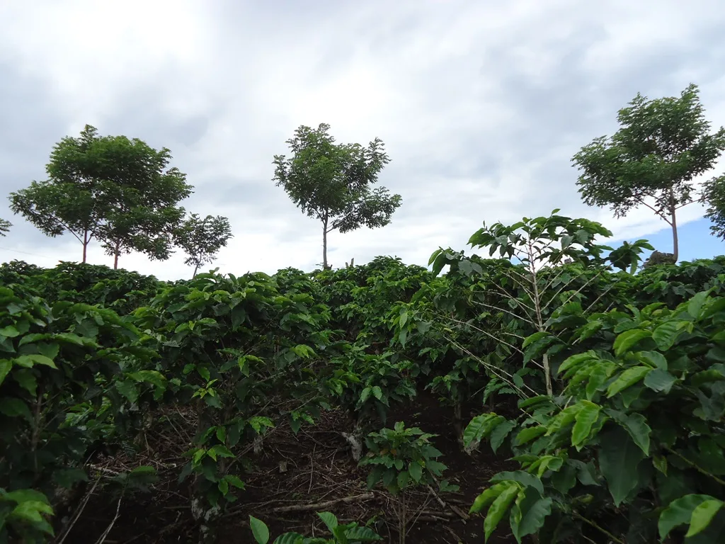 Moravia Estate Lot 11,803 m2 coffee plantation just $354,000 — photo 4