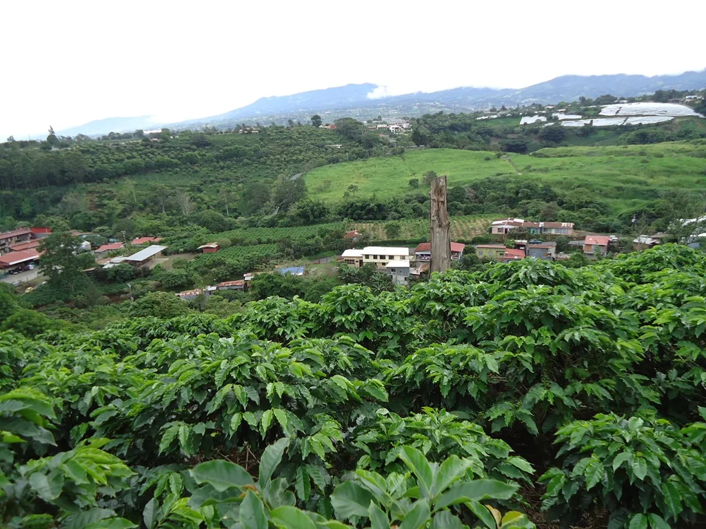 Moravia Estate Lot 11,803 m2 coffee plantation just $354,000 — photo 5