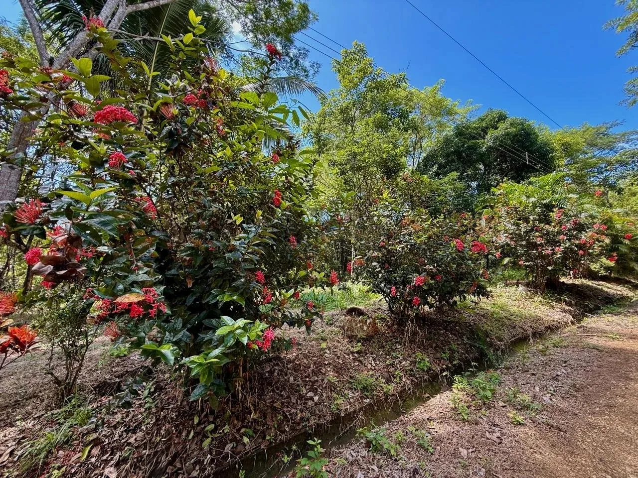 5000 m2 Gated Community Jungle Lot near Montezuma