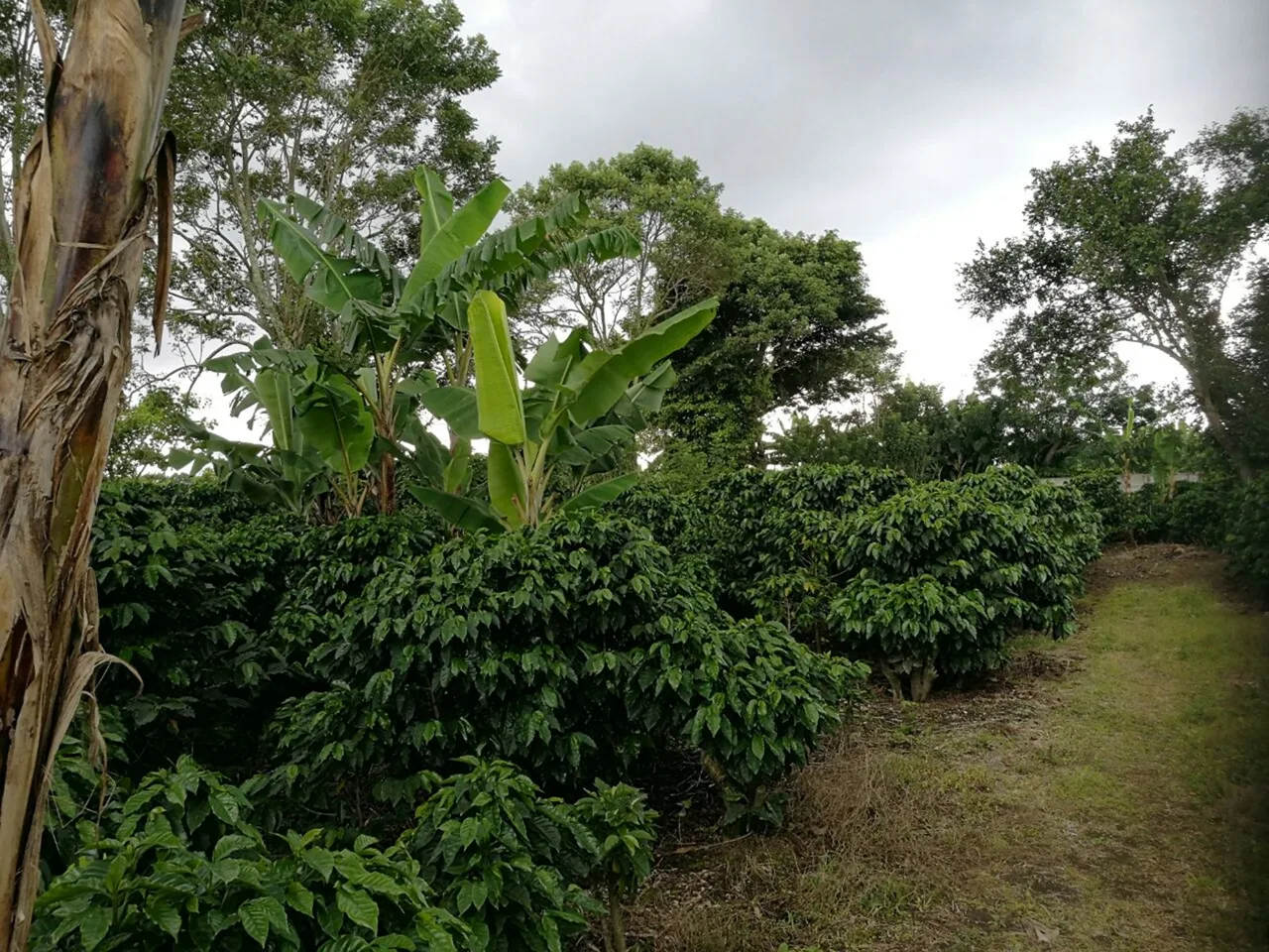Santo Domingo Heredia residential building lot 1649 M2