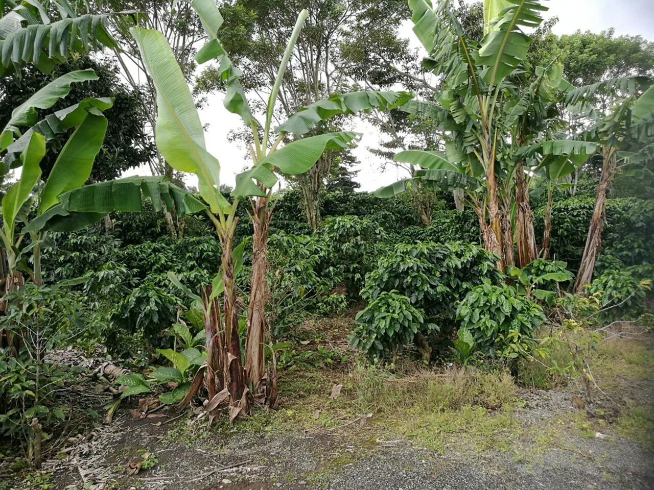 Santo Domingo Heredia residential building lot 1649 M2 — photo 2
