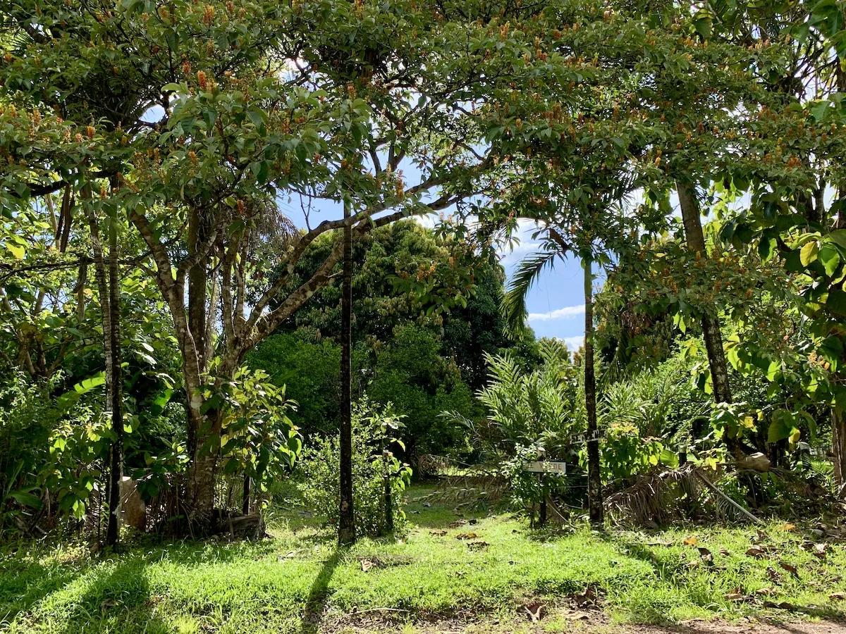 Titled Lot in Nice Puerto Jimenez Beach Community
