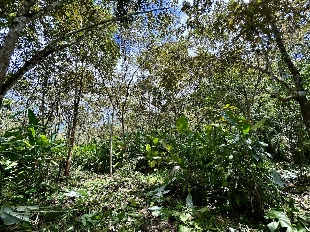 Flat Osa Peninsula 9-Acre Subdividable Property