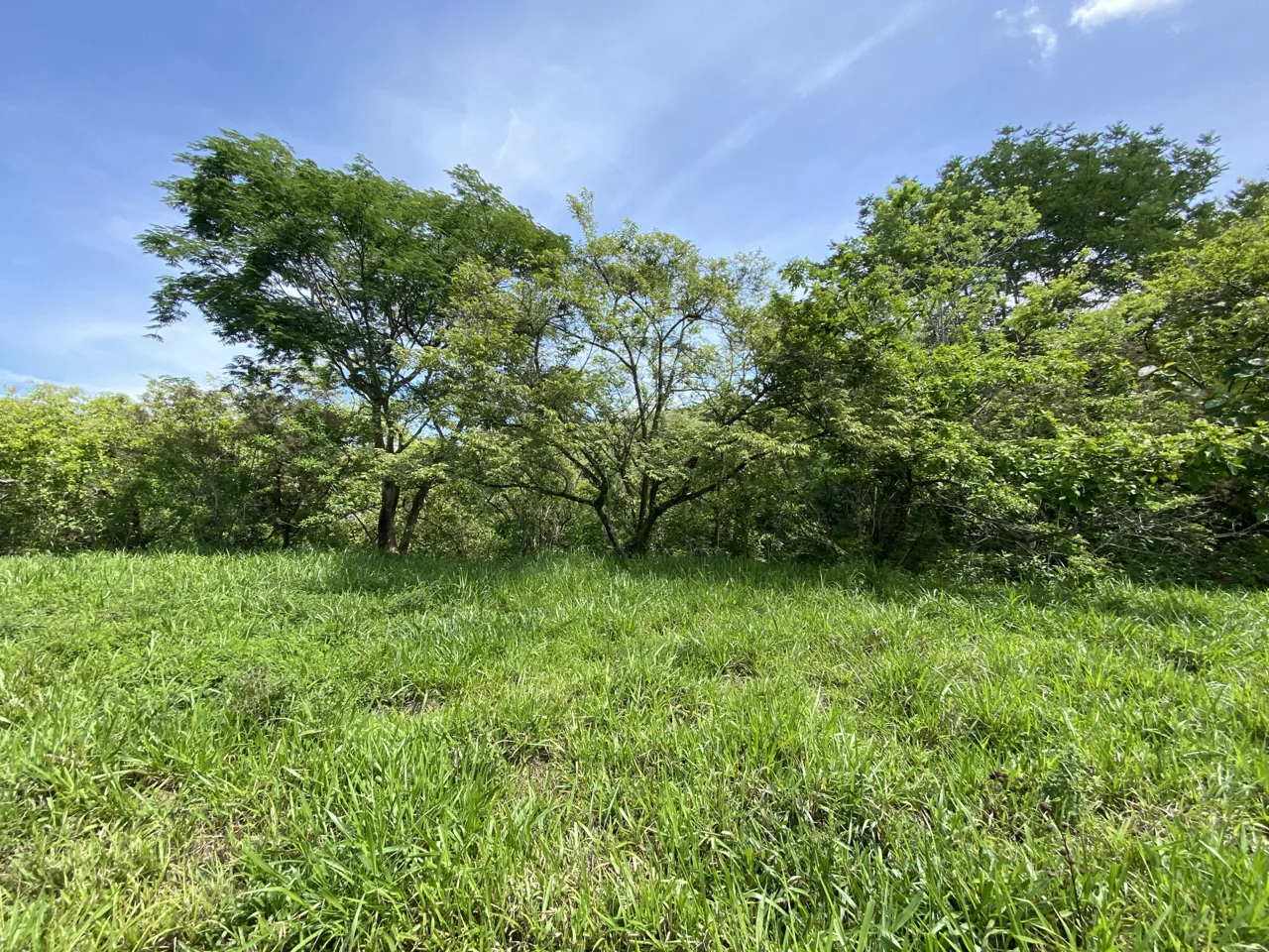 15 Acres Turrubares Farm for sale