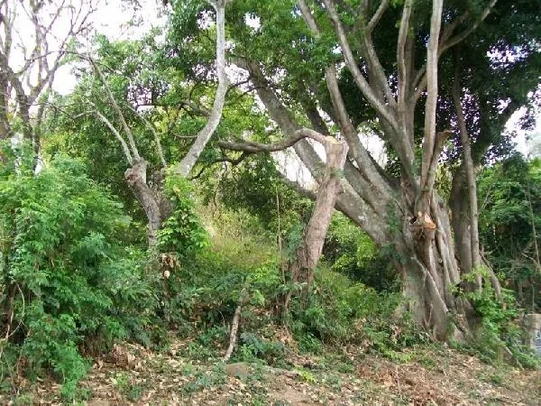 3.6 acres of view land to develop