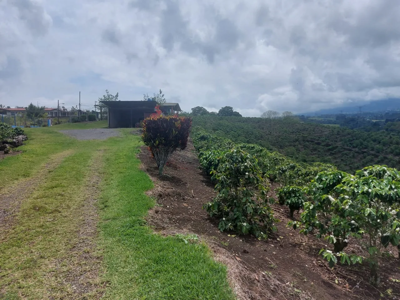 Moravia 5 Hectare Coffee – Residential Development Farm on the River