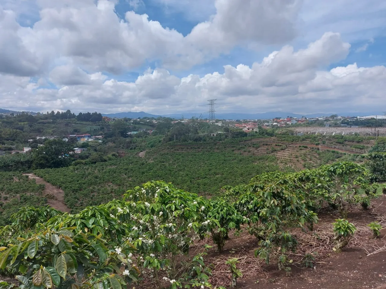 Moravia 5 Hectare Coffee – Residential Development Farm on the River — photo 3