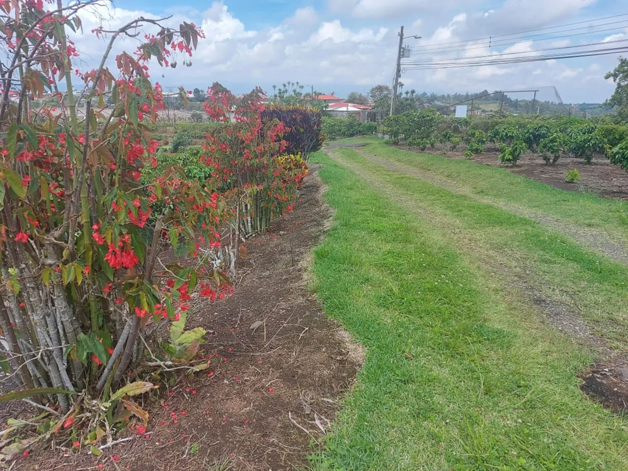Moravia 5 Hectare Coffee – Residential Development Farm on the River — photo 4