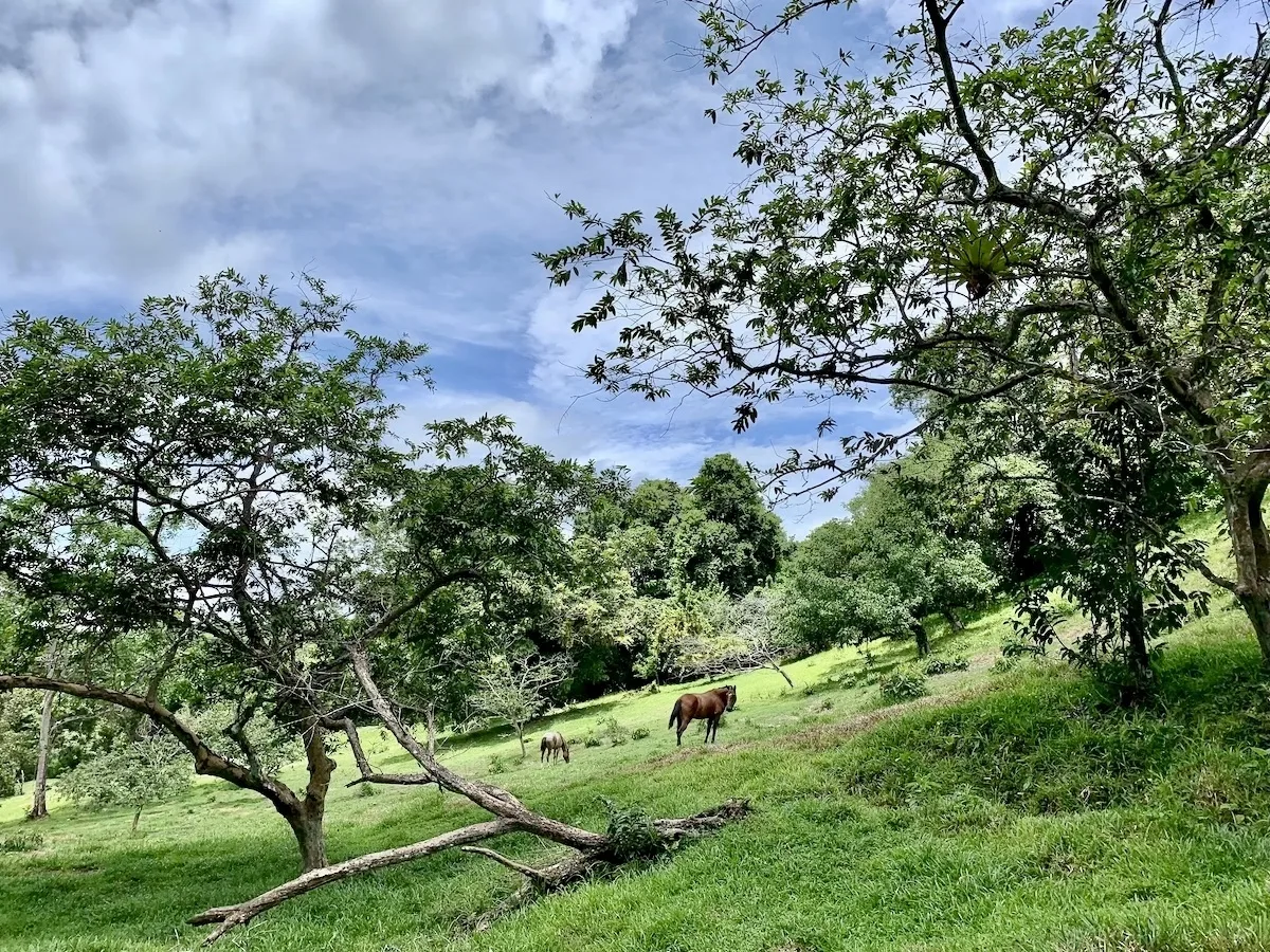 High Elevation 99 Acres Osa Rainforest and Ocean View Property