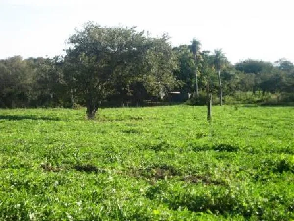 Extra Large Working Farm for sale in Bagaces, Guanacaste 800hectares/1992 acres.