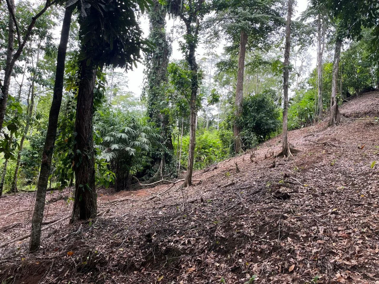 2-Acre Eco-Tourism Development Property on the Caribbean Coast