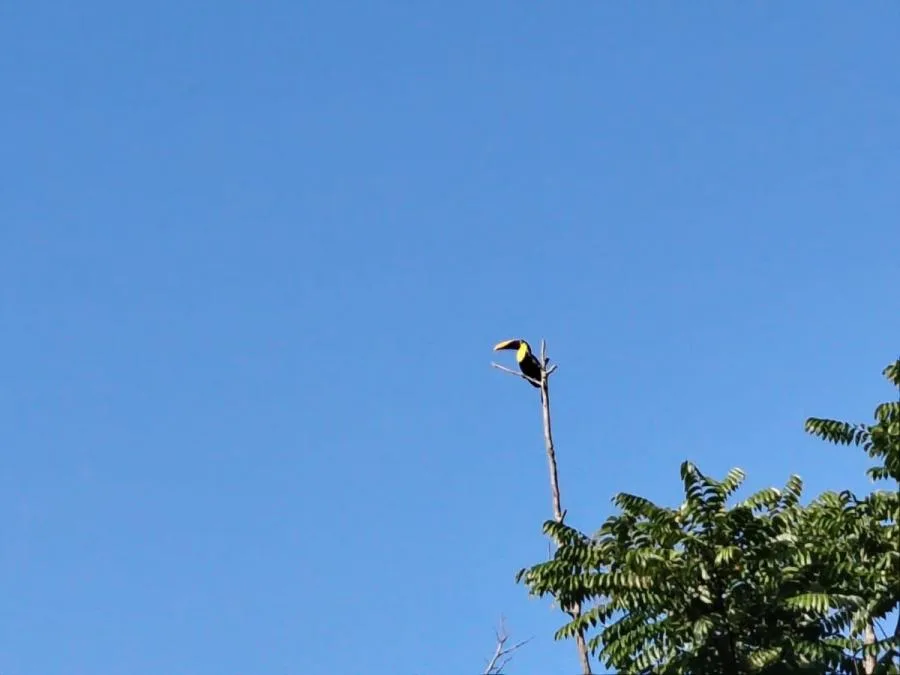 FINCA EN VENTA COSTA RICA 4 HA CON VISTA Y QUEBRADAS - Venta en Perez Zeledón — photo 2