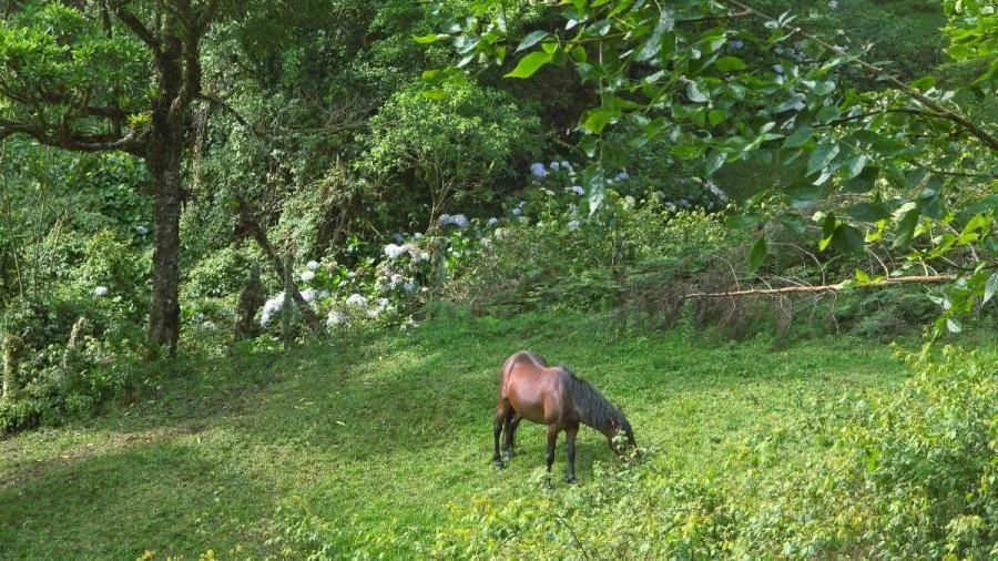 FINCA EN EL CERROCLIMA FRESCO,IDEAL PARA CABAÑA O PROYECTO. - Venta en El Guarco