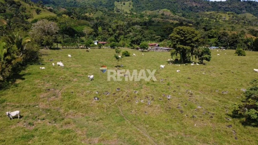 FINCA GANADERA 27 HECTÁREAS EN PÉREZ ZELEDÓN - Venta en Perez Zeledón — photo 4