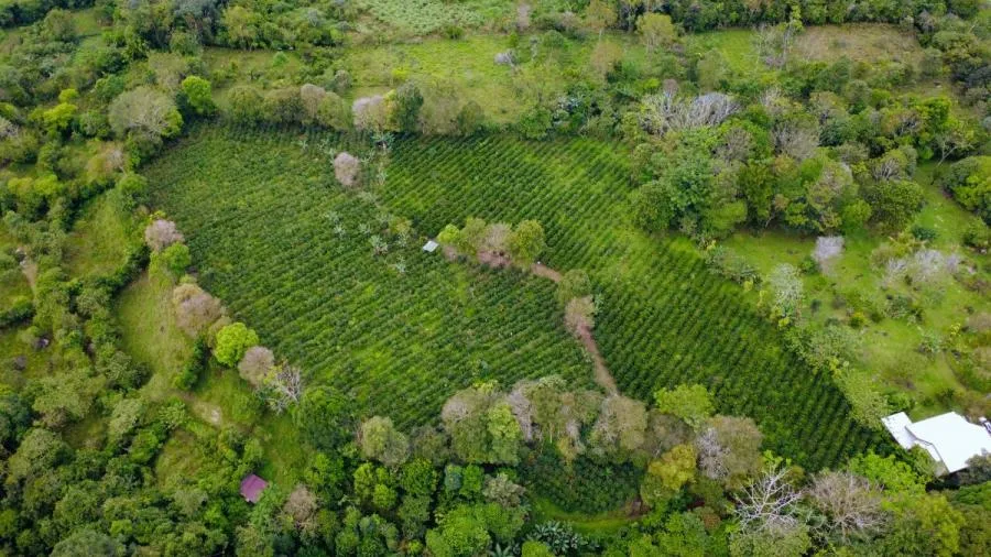 FINCA PRIVADA DE 1.9 HA EN SANTA ELENA – TERRENO APROVECHABLE, BOSQUE Y ENTORNO ESCÉNICO - Venta en Perez Zeledón