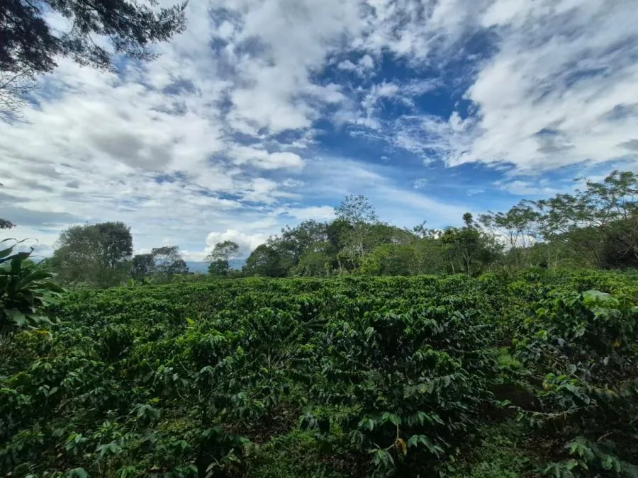 FINCA PRIVADA DE 1.9 HA EN SANTA ELENA – TERRENO APROVECHABLE, BOSQUE Y ENTORNO ESCÉNICO - Venta en Perez Zeledón — photo 2