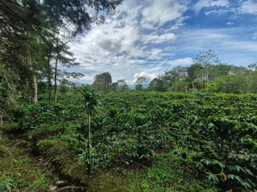 FINCA PRIVADA DE 1.9 HA EN SANTA ELENA – TERRENO APROVECHABLE, BOSQUE Y ENTORNO ESCÉNICO - Venta en Perez Zeledón — photo 3