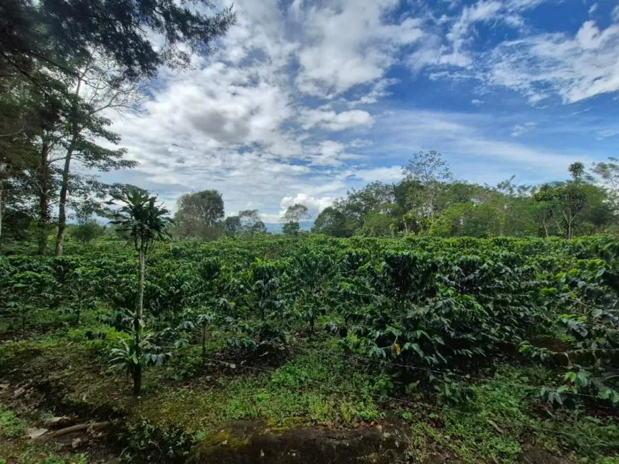 FINCA PRIVADA DE 1.9 HA EN SANTA ELENA – TERRENO APROVECHABLE, BOSQUE Y ENTORNO ESCÉNICO - Venta en Perez Zeledón — photo 4