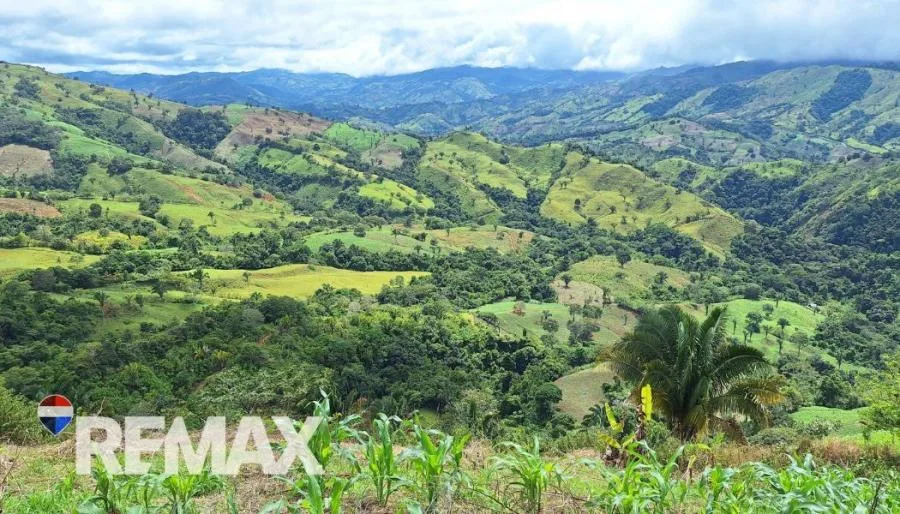 GRAN LOTE 3.4 HA EN PEJIBAYE A PRECIO ACCESIBLE Y LISTO PARA DESARROLLAR - Venta en Perez Zeledón