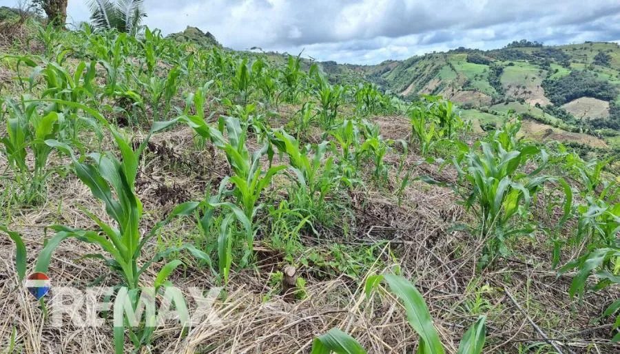 GRAN LOTE 3.4 HA EN PEJIBAYE A PRECIO ACCESIBLE Y LISTO PARA DESARROLLAR - Venta en Perez Zeledón — photo 2