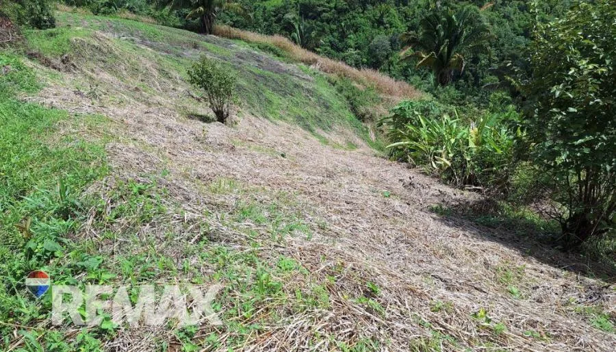 GRAN LOTE 3.4 HA EN PEJIBAYE A PRECIO ACCESIBLE Y LISTO PARA DESARROLLAR - Venta en Perez Zeledón — photo 3