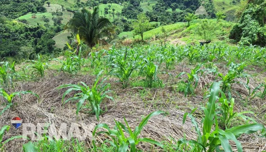 GRAN LOTE 3.4 HA EN PEJIBAYE A PRECIO ACCESIBLE Y LISTO PARA DESARROLLAR - Venta en Perez Zeledón — photo 4