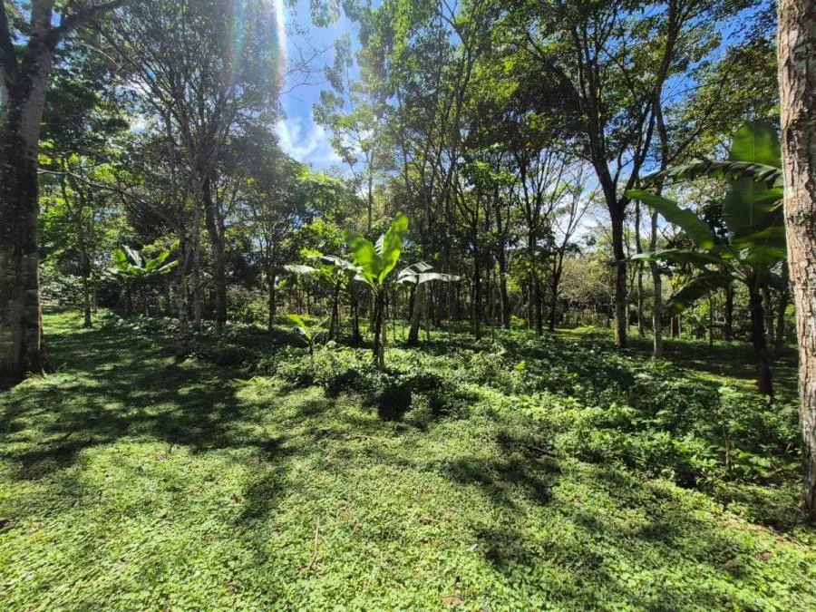 HERMOSA FINCA DE 10+ HECTÁREAS EN QUIZARRÁ, EXCELENTE UBICACIÓN - Venta en Perez Zeledón