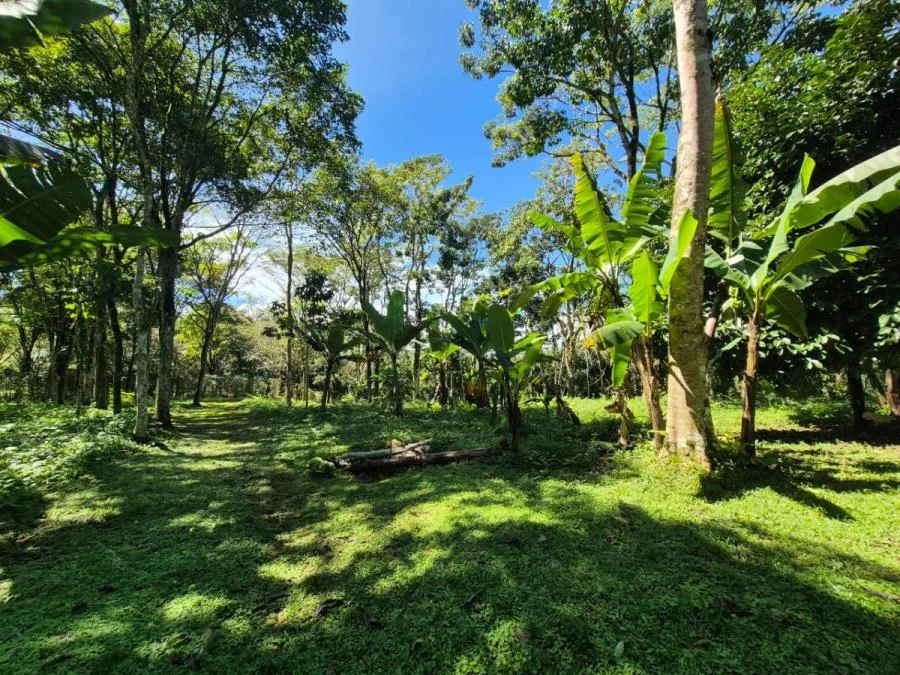 HERMOSA FINCA DE 10+ HECTÁREAS EN QUIZARRÁ, EXCELENTE UBICACIÓN - Venta en Perez Zeledón — photo 2