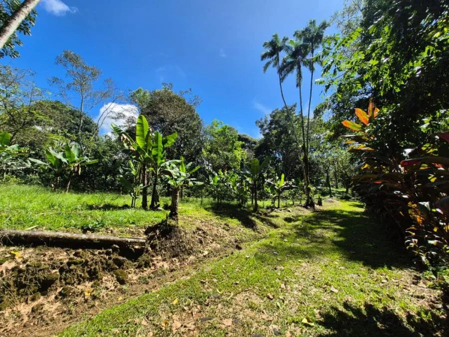 HERMOSA FINCA DE 10+ HECTÁREAS EN QUIZARRÁ, EXCELENTE UBICACIÓN - Venta en Perez Zeledón — photo 5