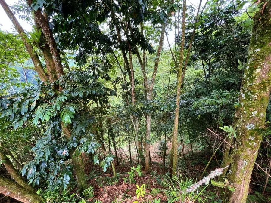 TERRENO EN VENTA EN COSTA RICA -1.4 HA EN CHIMIROL DE RIVAS - Venta en Perez Zeledón — photo 5