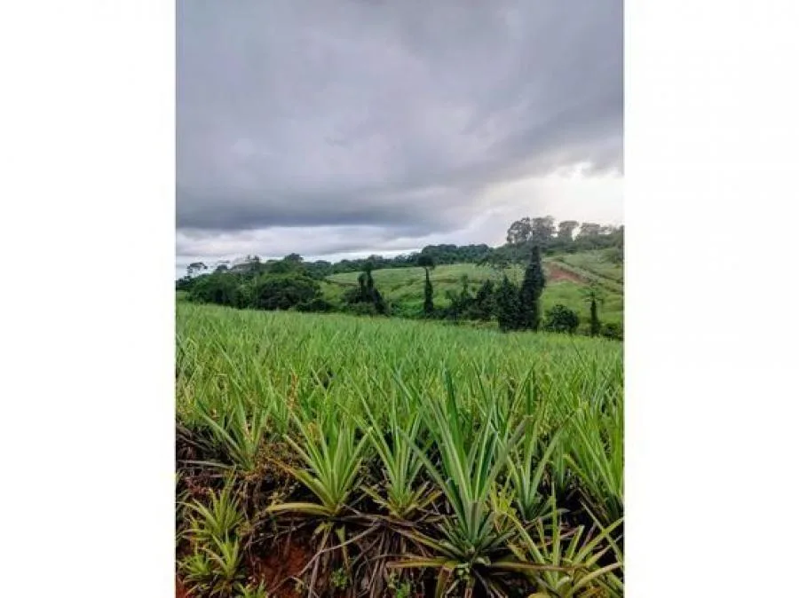 VENTA DE FINCA, HEREDIA, SARAPIQUÍ, GOLFITO, LA CUREÑA - Venta en Sarapiquí