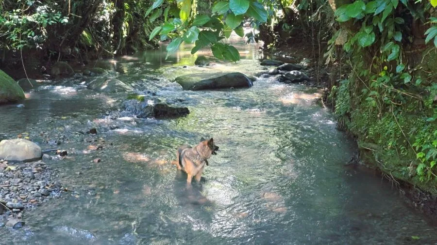 FINCA DE 3.2HA EN LAS FALDAS DEL CHIRRIPÓ, EN PZ. - Venta en Perez Zeledón — photo 3