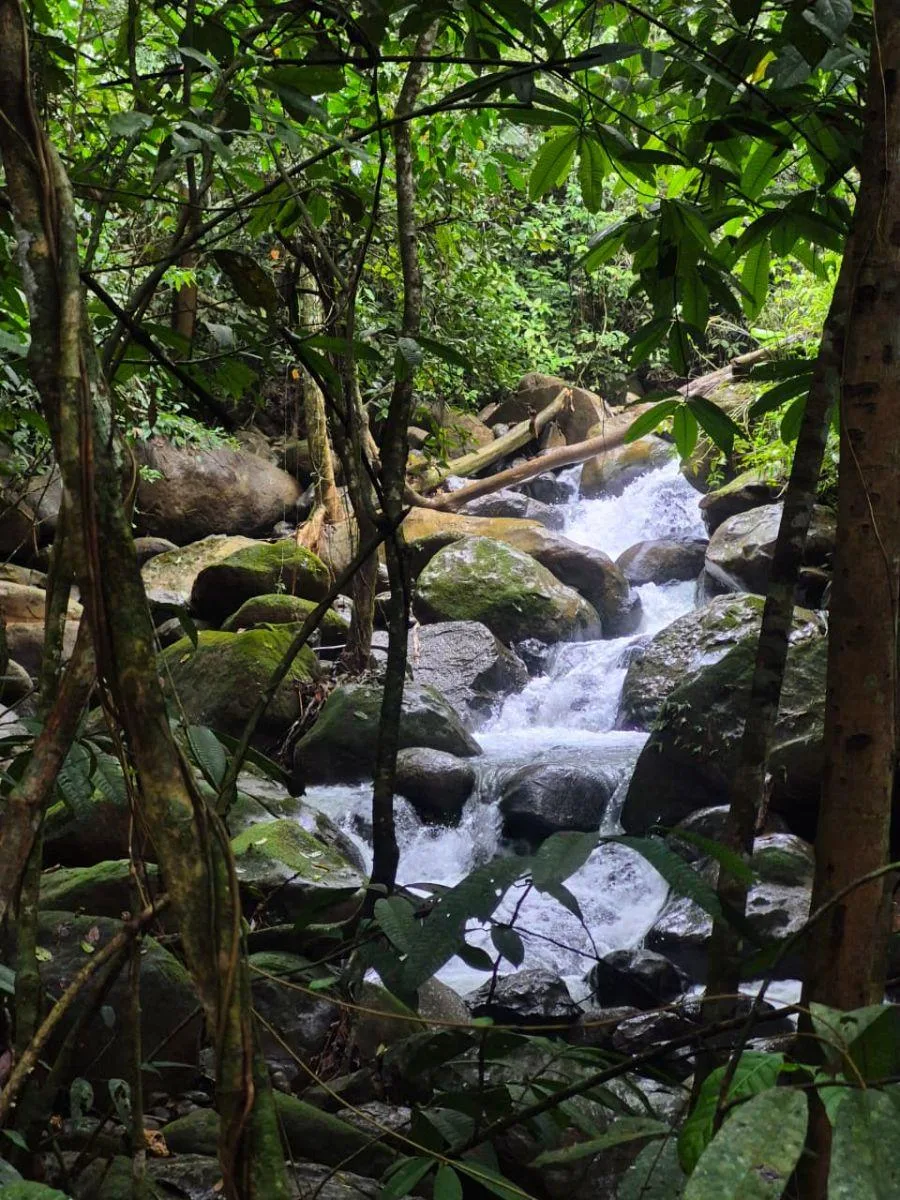 HERMOSA FINCA DE 16 ACRES CON QUEBRADAS Y ACCESO A RÍO EN SAN PEDRO - Venta en Perez Zeledón — photo 3