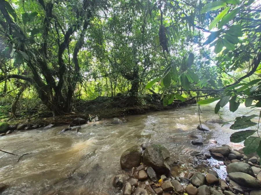HERMOSA FINCA DE 16 ACRES CON QUEBRADAS Y ACCESO A RÍO EN SAN PEDRO - Venta en Perez Zeledón — photo 5