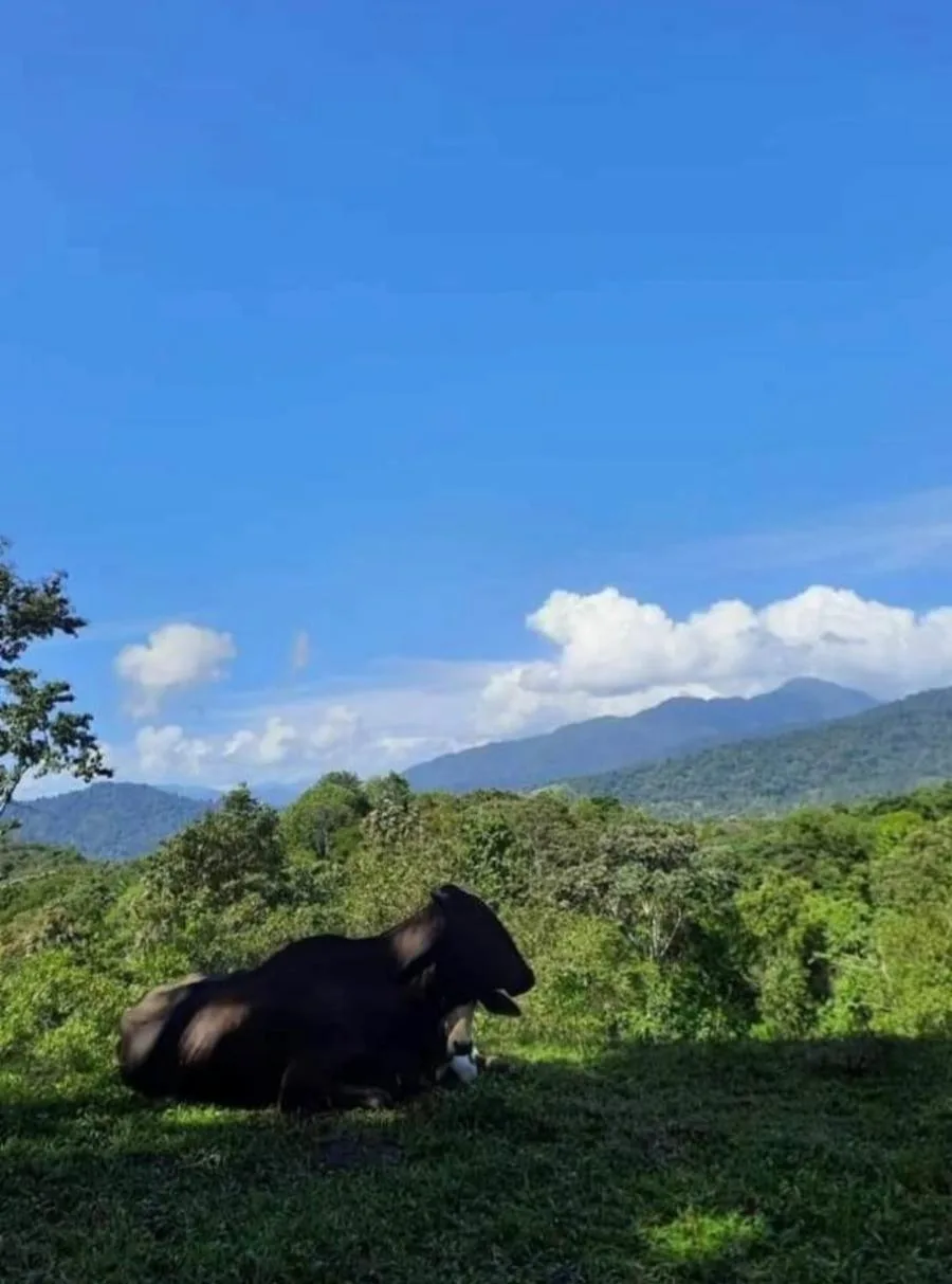 Se vende finca en Limón Costa Rica - Venta en Cahuita