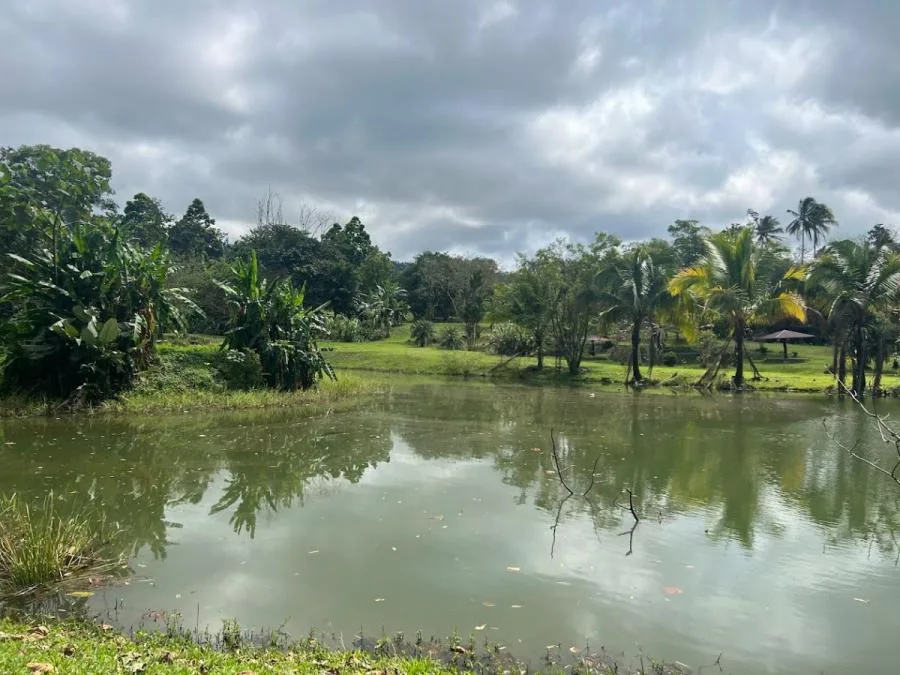 Terreno en La Palmera de San Carlos – Ideal para Turismo y Desarrollo - Venta en Palmera