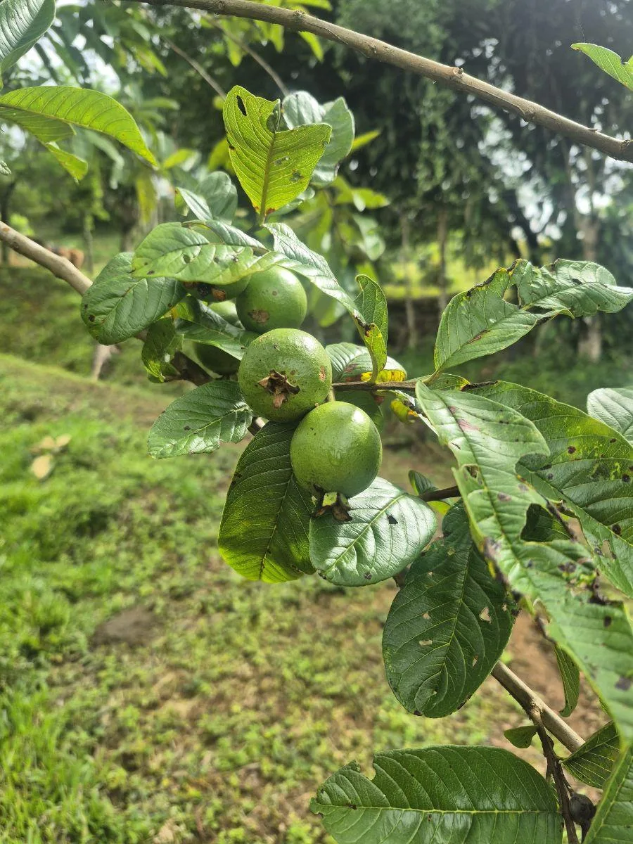 Finca en San Blas, Perez Zeledon. - Venta en Perez Zeledón — photo 5