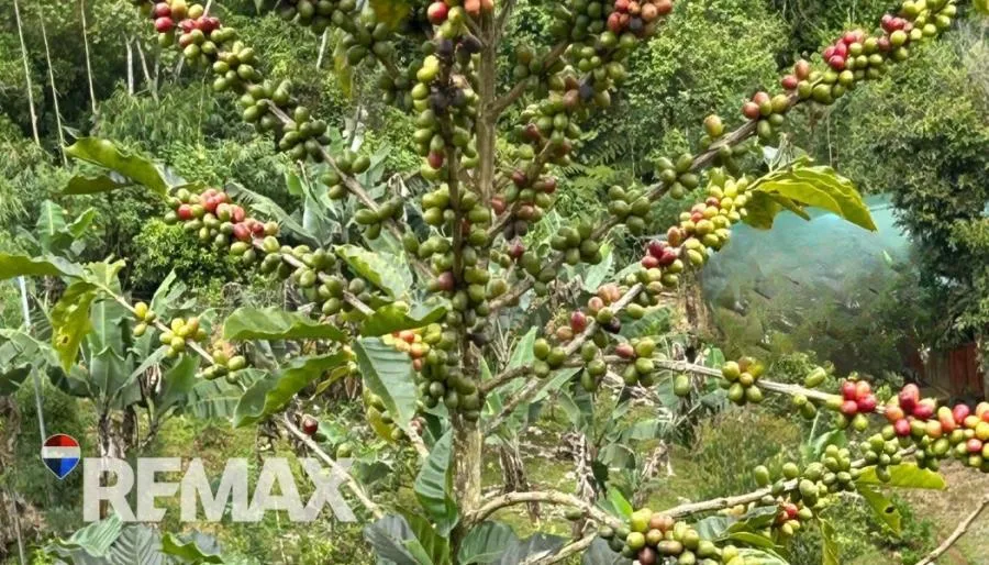 HERMOSA FINCA CAFETALERA EN LA ESE DE PÁRAMO, PÉREZ ZELEDÓN - Venta en Perez Zeledón — photo 2